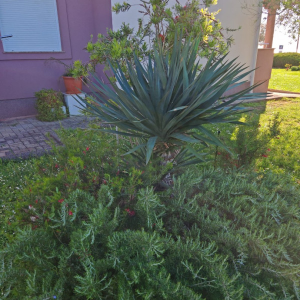 Zatonka 1, Apartmani Zatonka blizu mora, Zaton - Dalmacija Zaton