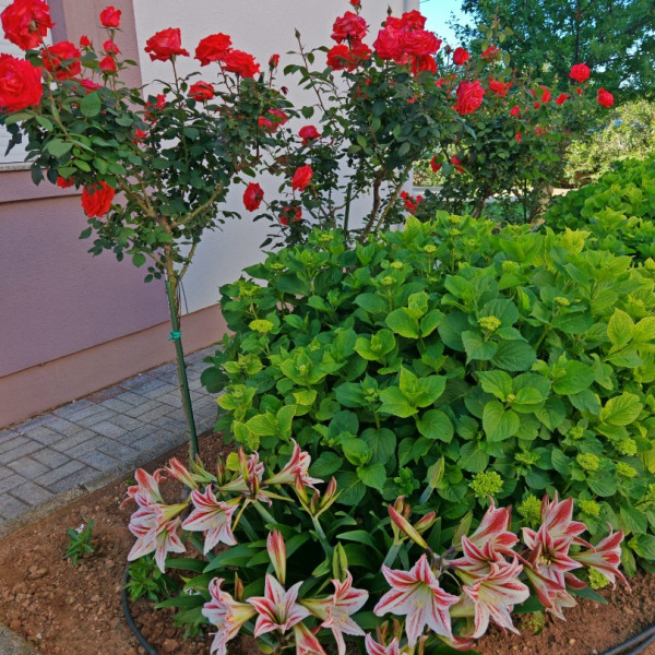 Zatonka 1, Apartmani Zatonka blizu mora, Zaton - Dalmacija Zaton