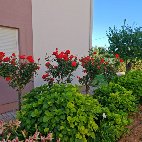 Das Wohnzimmer, Zatonka 1, Apartments Zatonka in der Nähe des Meeres, Zaton, Dalmatien, Kroatien Zaton