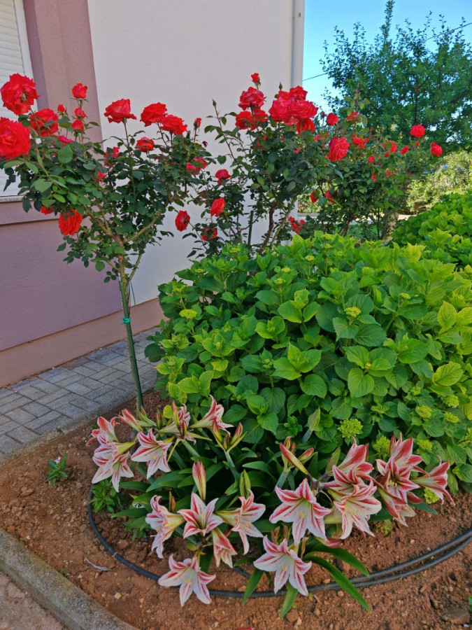 Apartment B1, Apartments Zatonka in der Nähe des Meeres, Zaton, Dalmatien, Kroatien Zaton