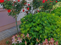 Apartment B3, Apartments Zatonka in der Nähe des Meeres, Zaton, Dalmatien, Kroatien Zaton